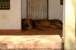 A Cat Sleeping On The Doormat